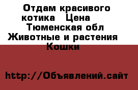 Отдам красивого котика › Цена ­ 1 - Тюменская обл. Животные и растения » Кошки   